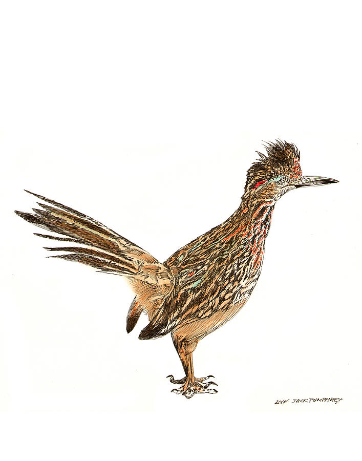 State Bird Of New Mexico Drawing