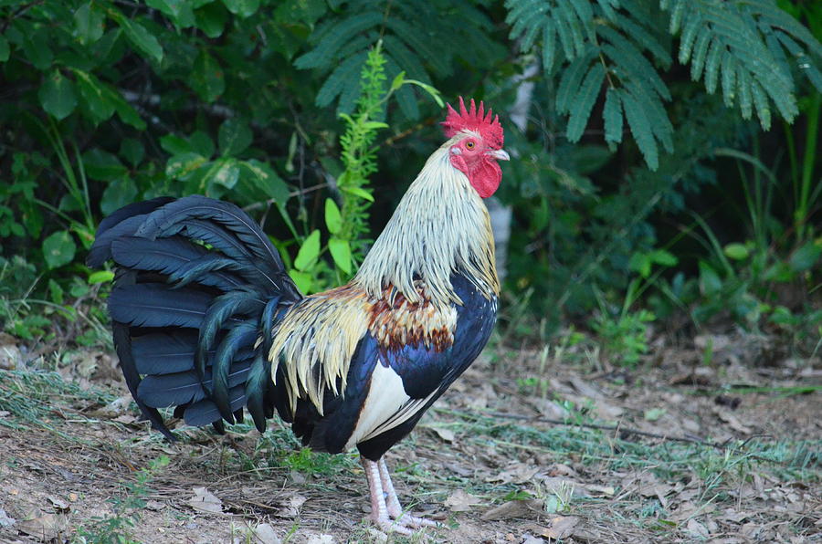The Roadside Rooster Photograph by Maria Urso