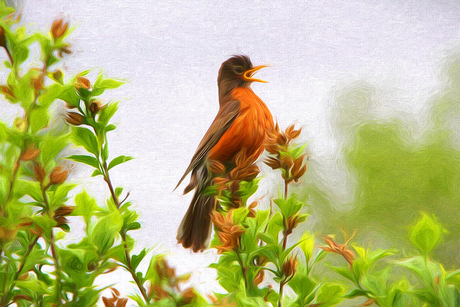 The Robin Sings Photograph by John Freidenberg