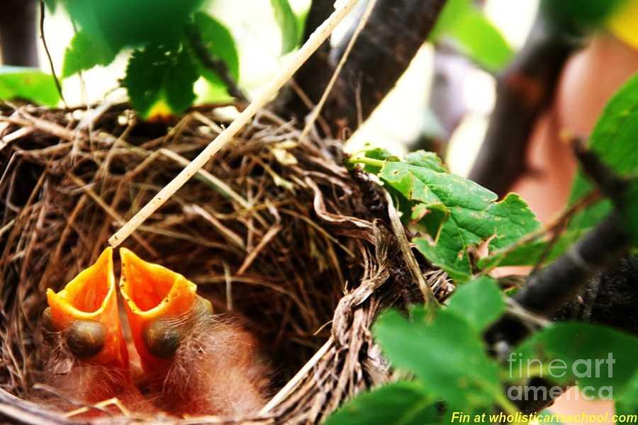 The Robins Nest Photograph by PainterArtist FIN