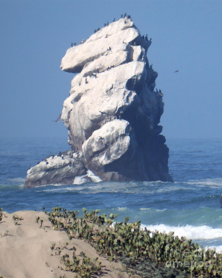 Bird Photograph - The Rock Shard by Michael Lovell