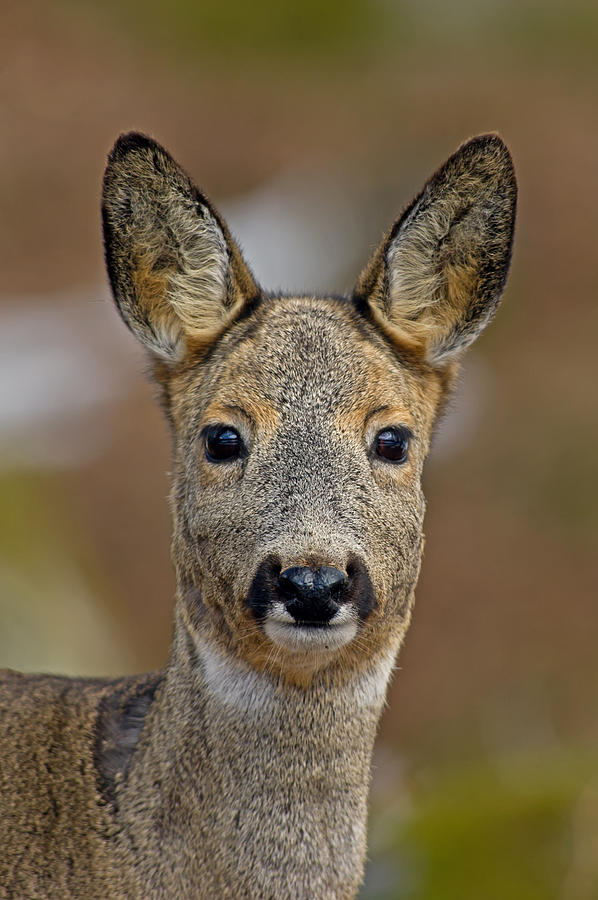 The Roe Deer Portrait Photograph by Torbjorn Swenelius