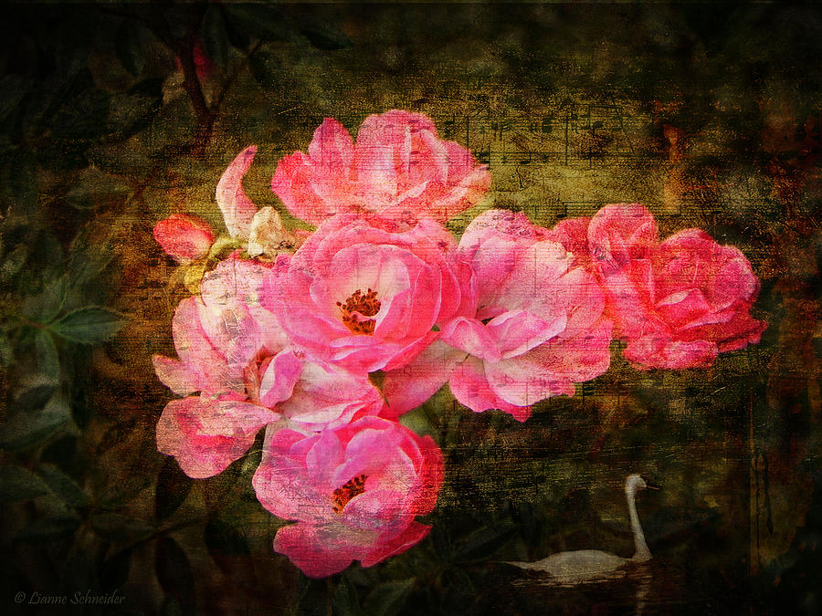 Rose Photograph - The Romance of Roses by Lianne Schneider