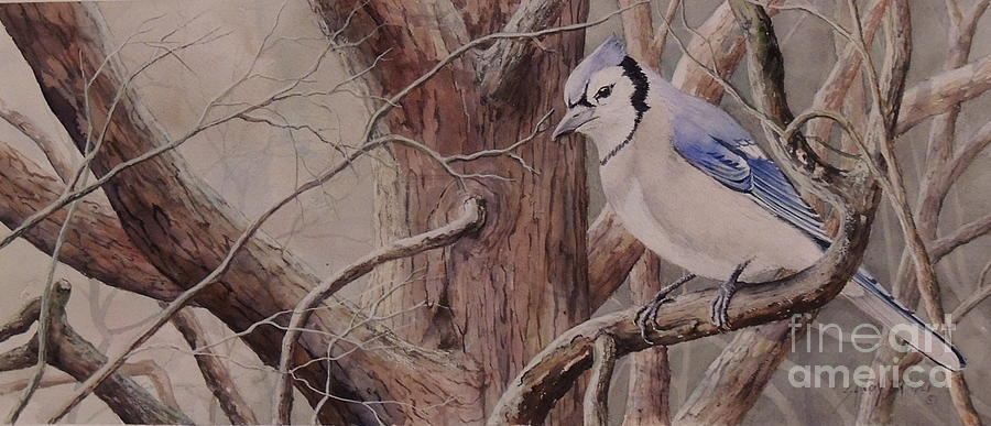 Blue Jay Painting - The Roost sold by Sandy Brindle