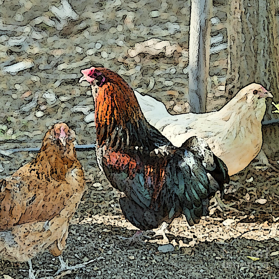 The Rooster and His Hens Photograph by Artist and Photographer Laura Wrede