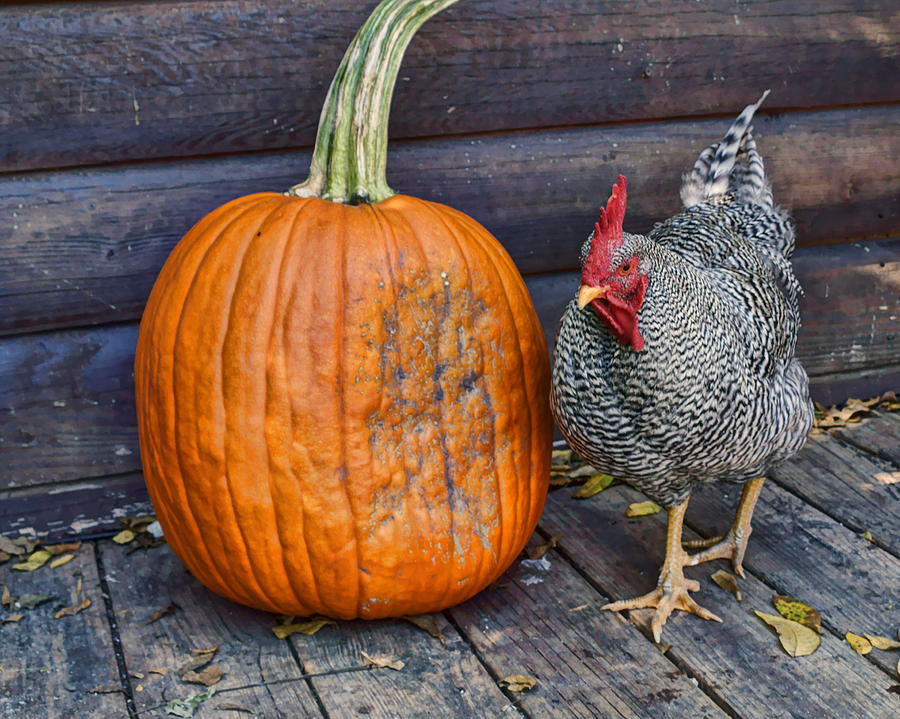 The Rooster and the Pumpkin #2 Photograph by Nikolyn McDonald