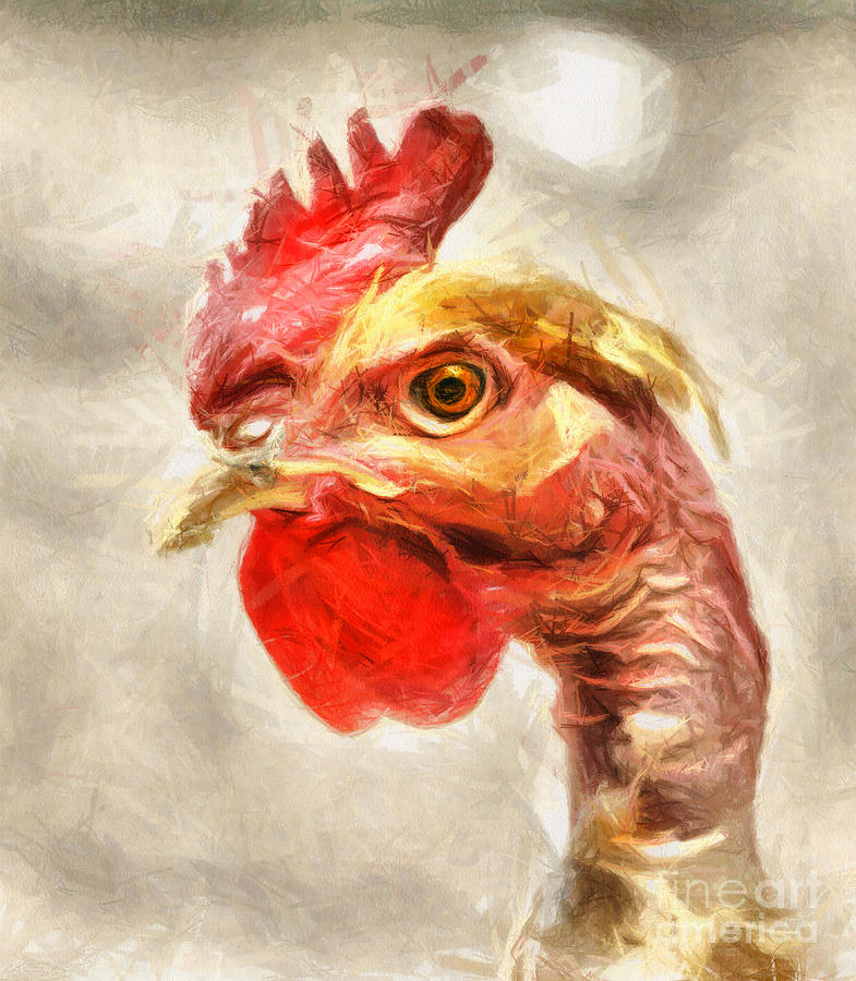 The Rooster Portrait Drawing by Daliana Pacuraru