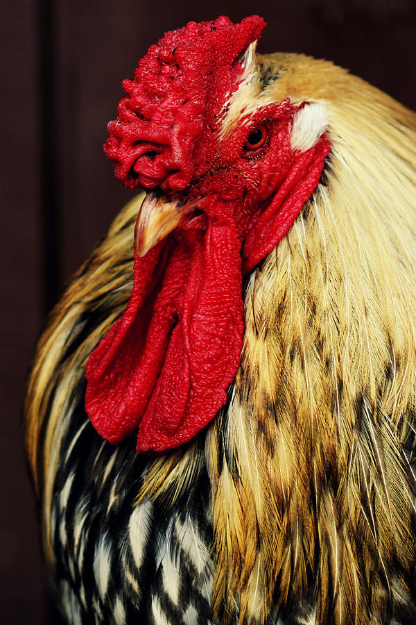 The Roosters Warning Photograph by Carmen Armour | Fine Art America