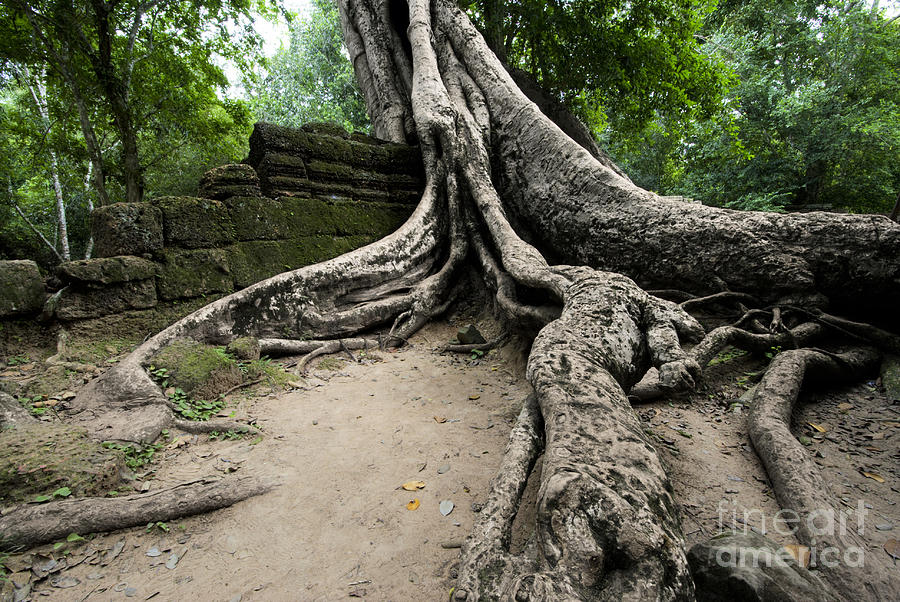 The Roots Of Ta Prohm Cambodia Photograph