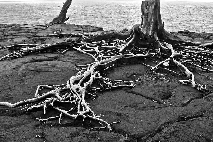 The Roots Remain Photograph by Venetia Featherstone-Witty
