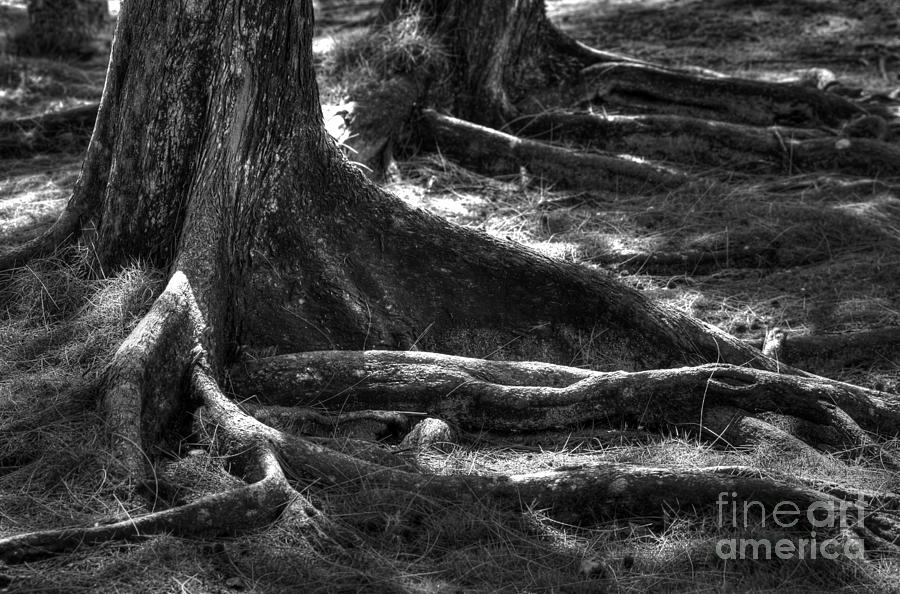 Nature Photograph - The Roots by Sophie Vigneault