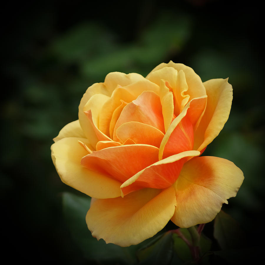 Flower Photograph - The Rose 1 by Ernest Echols