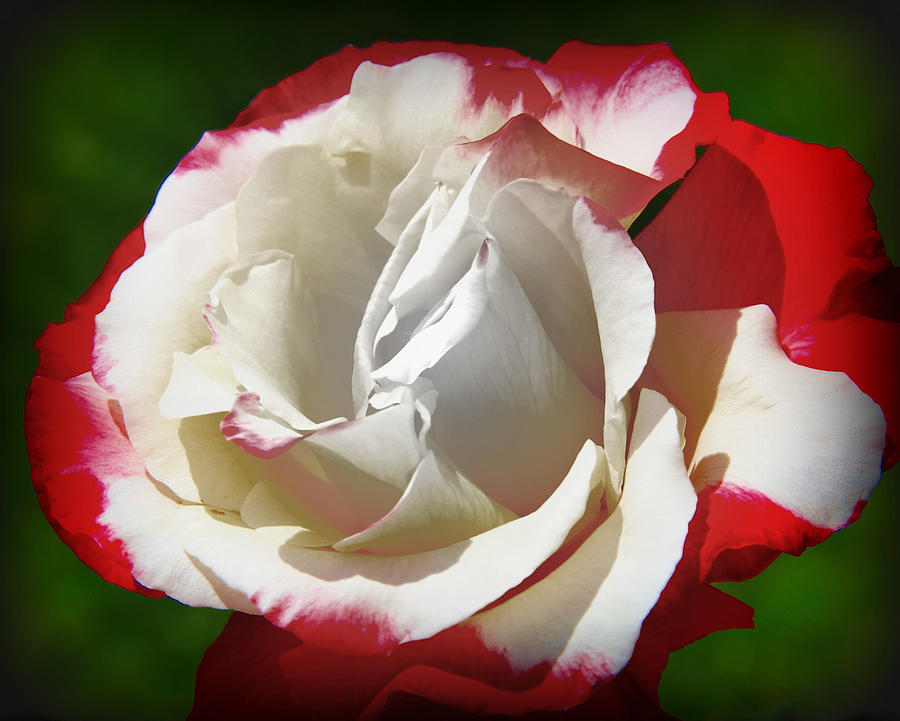 The Rose Photograph by Athala Bruckner