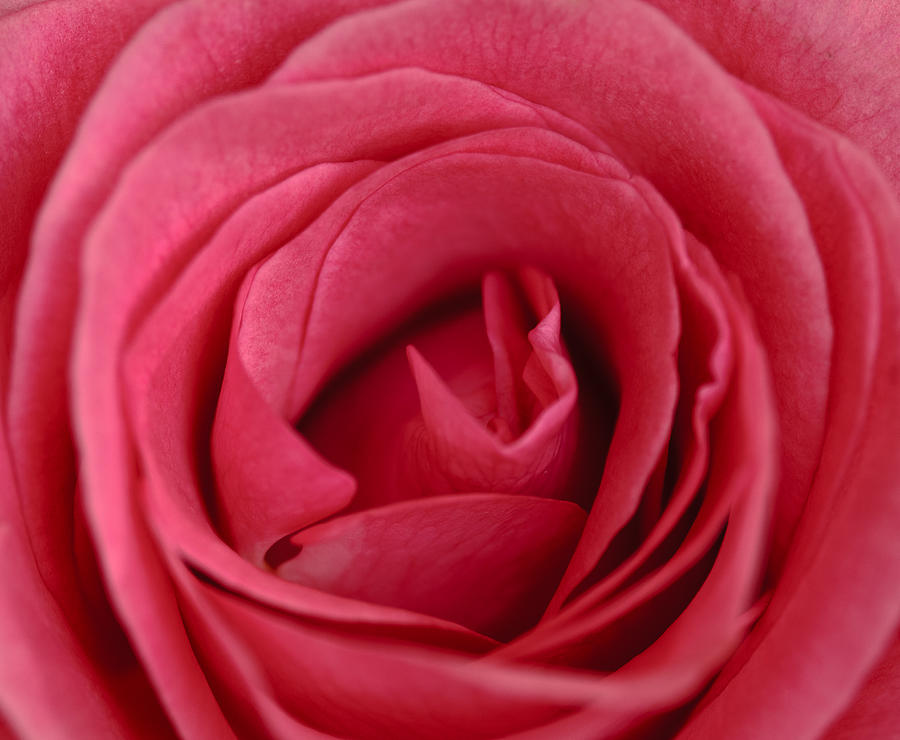 The Rose Photograph by Bob VonDrachek
