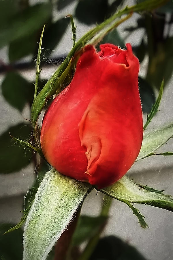 The Rose bud Digital Art by Cathy Anderson
