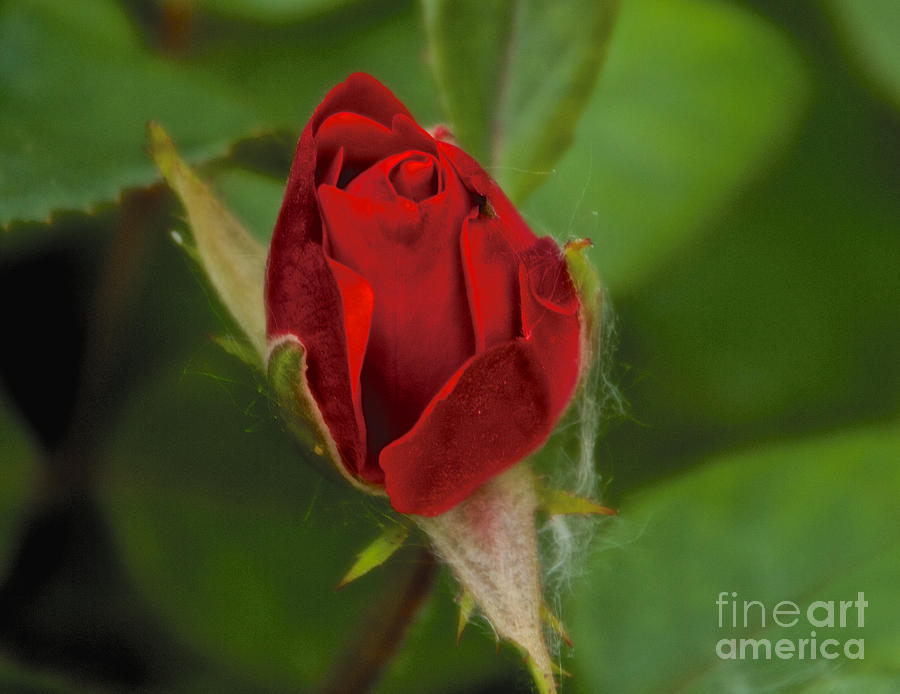 The Rose Bud Photograph by William Norton