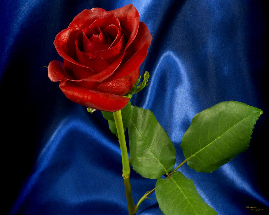 Rose Photograph - The Rose by Dale Simmons