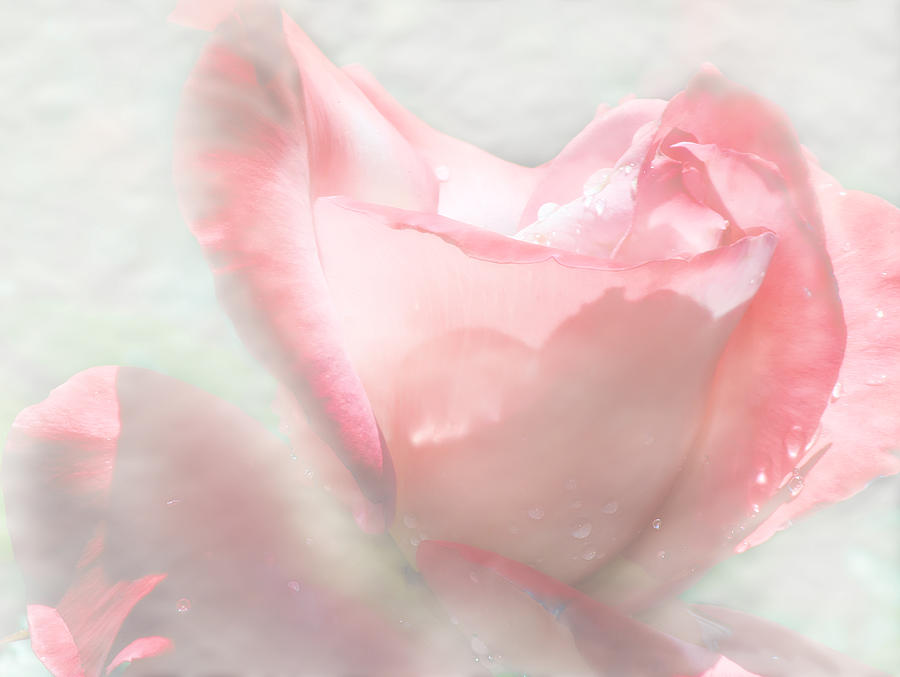Rose Photograph - The Rose Dream by Camille Lopez