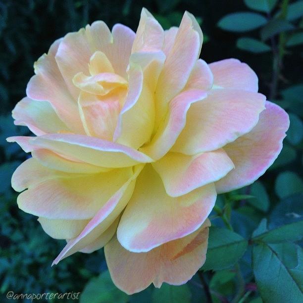 Nature Photograph - The Rose For A Rose Is A Rose Is A Rose by Anna Porter