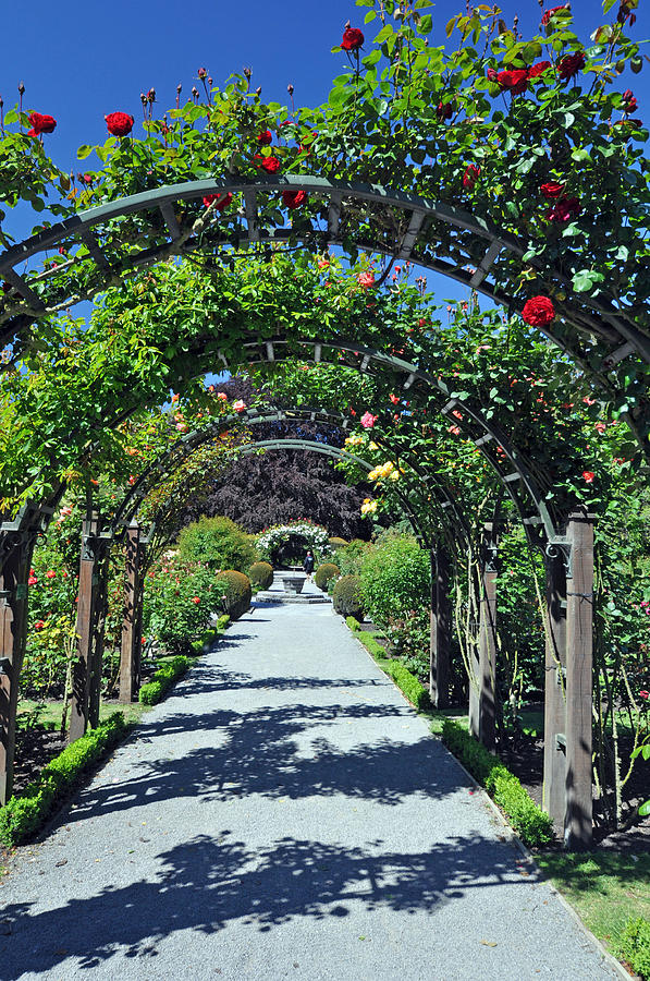 The Rose Garden Photograph by North Devon Photography - Fine Art America