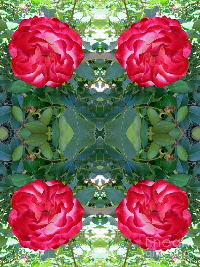 The Rose Garden - Red Roses Photograph by Susan Carella
