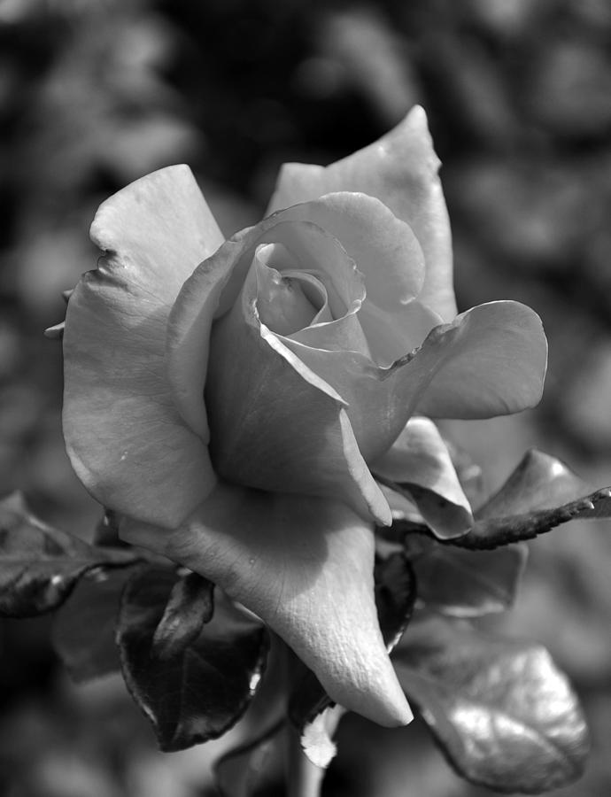 The Rose in Black and White Photograph by Kirt Tisdale