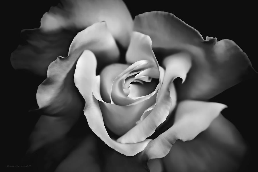 The Rose in Shades of Gray Photograph by Jennie Marie Schell