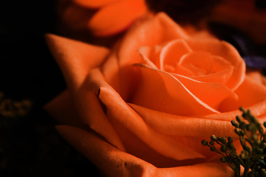 Flower Photograph - The Rose by Music of the Heart