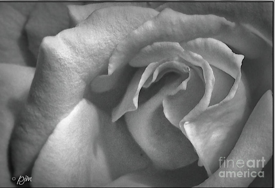 The Rose Photograph by Phil Mancuso