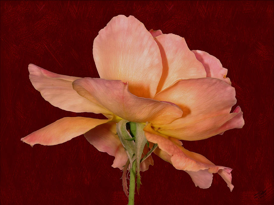 The Rose Digital Art by M Spadecaller