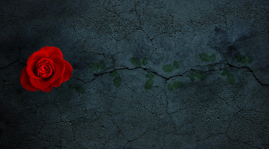 rose growing out of concrete