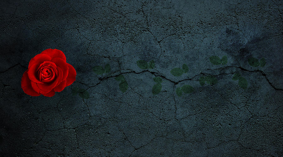 Rose Photograph - The rose that grew from concrete by Rene Larsen