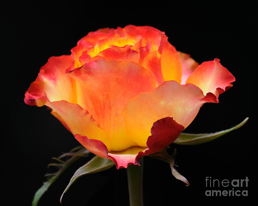 Rose Photograph - The Rose by Vivian Christopher