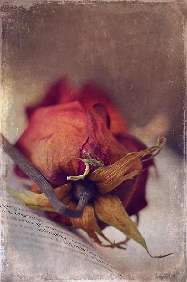 The Rose You Gave Me Photograph by Maria Angelica Maira