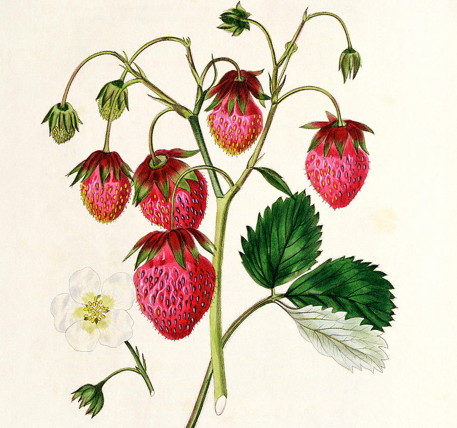 Strawberry Painting - The Roseberry Strawberry by Edwin Dalton Smith