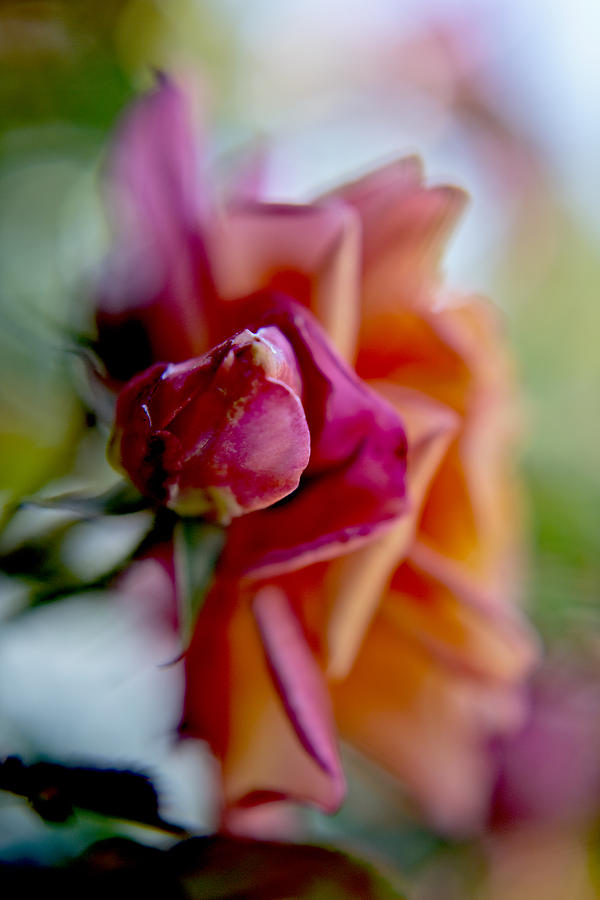 Rose Photograph - The Rosebud And The Rose Macro by Her Arts Desire