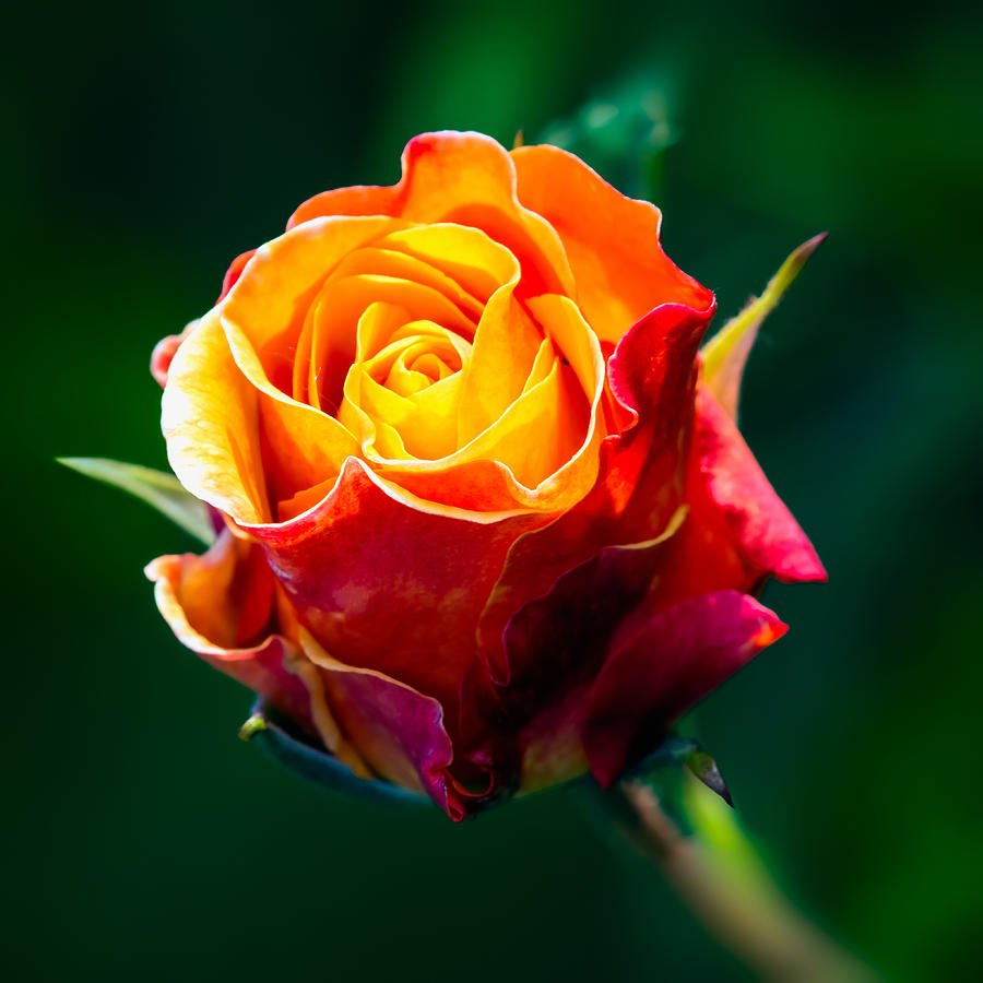 The Rosebud Photograph by Tomasz Dziubinski - Fine Art America