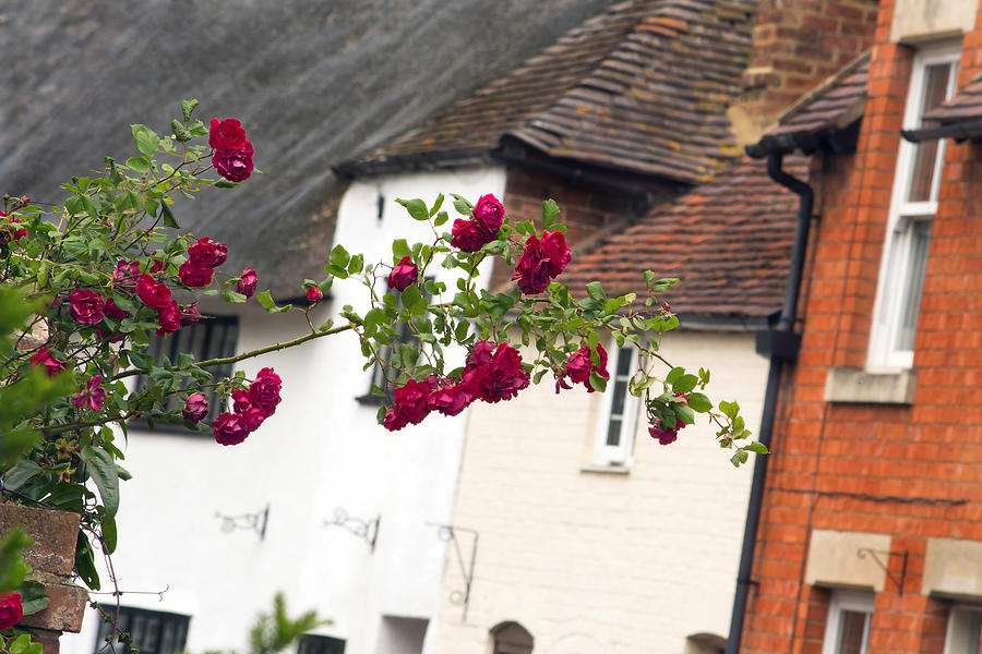 The Rosebush Photograph by Keith Armstrong