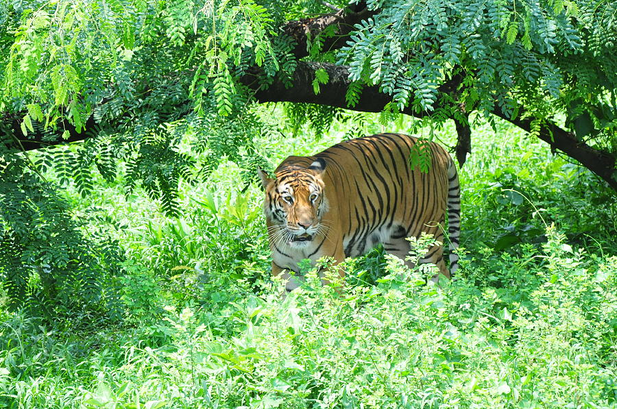 The Royal Bengal Tiger Of Bangladesh Photograph by Rehman Asad