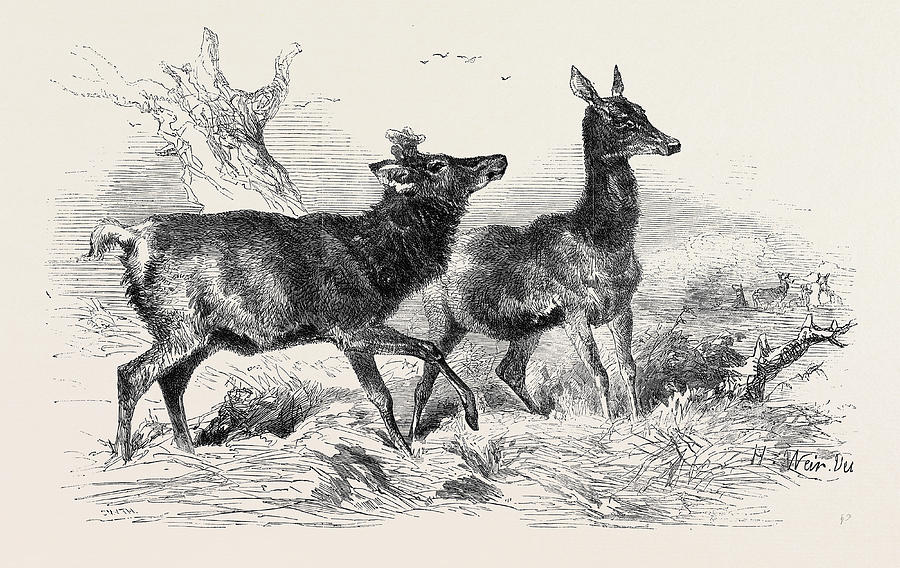 Vintage Drawing - The Royal Stags, Woodman And Farmers Glory by English School