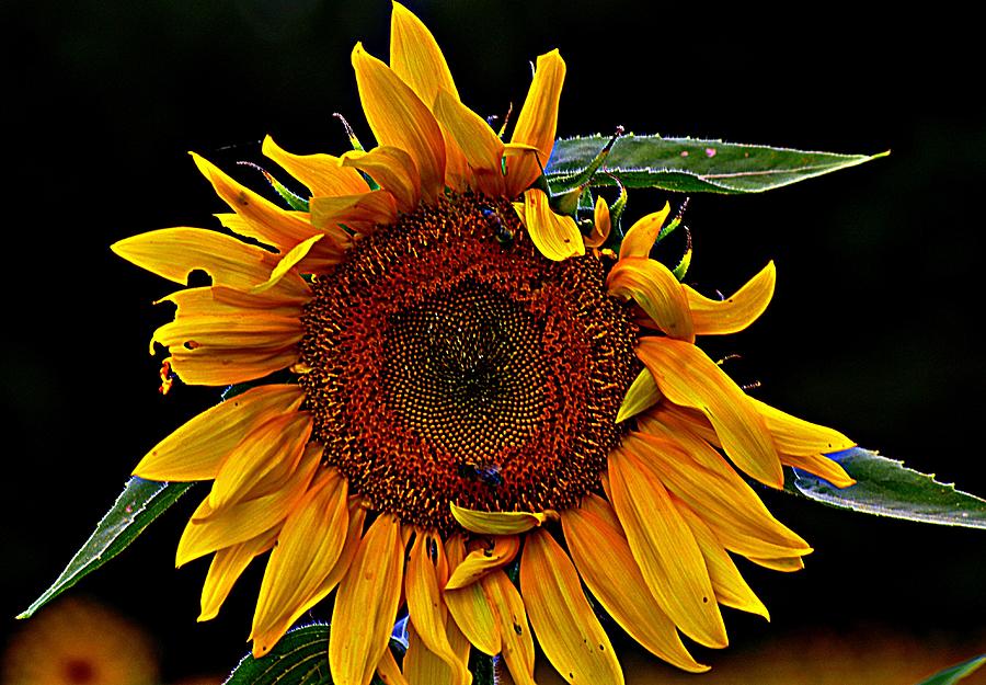 Yellow Sunflower Photograph - The Royal Sunflower by Karen McKenzie McAdoo