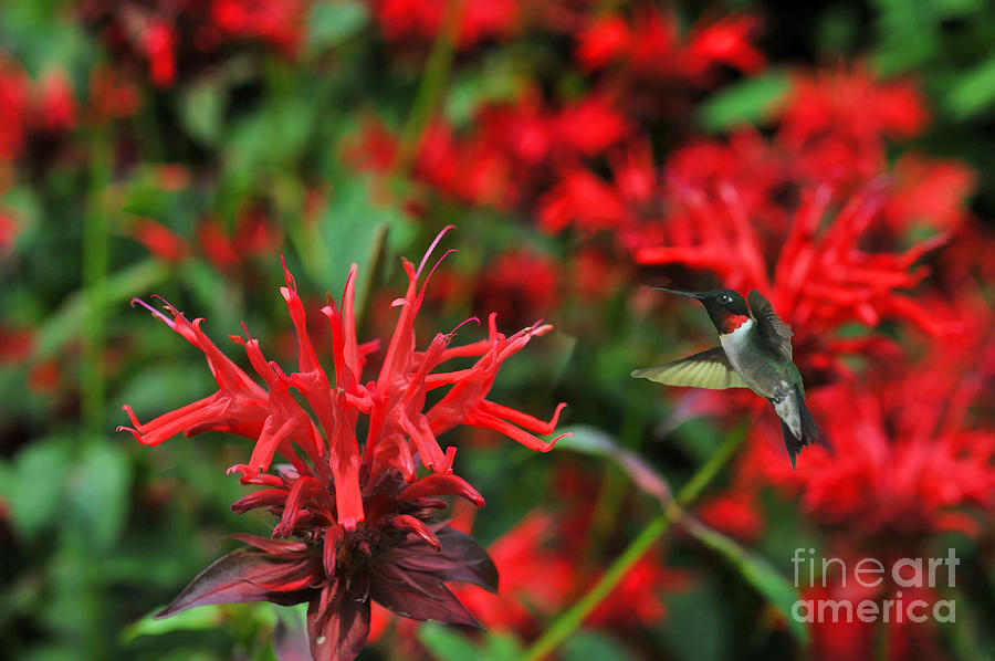 The Ruby-throated Hummingbird among red flowers Photograph by Dan Friend