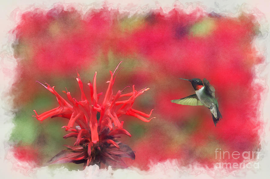The Ruby-throated Hummingbird amoung red flowers Photograph by Dan Friend