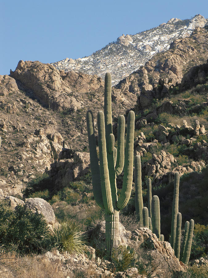 Tucson Photograph - The Rugged Catalina Mountains by Elvira Butler