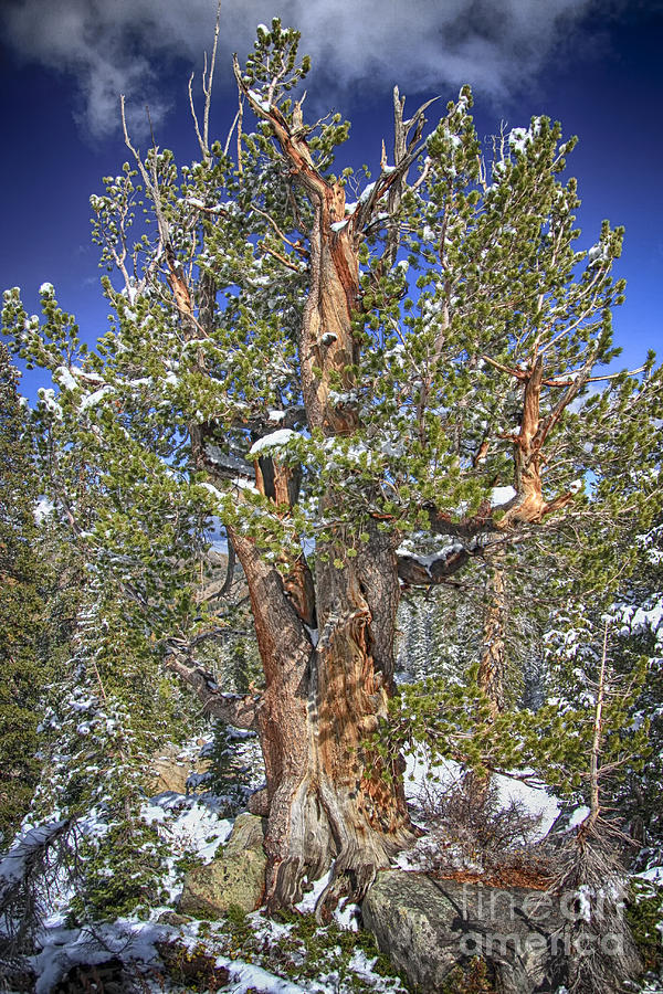 The Rugged Old Tree Hdr Photograph