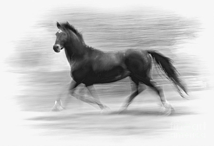 Horse Digital Art - The Running Horse by Ivor Toms