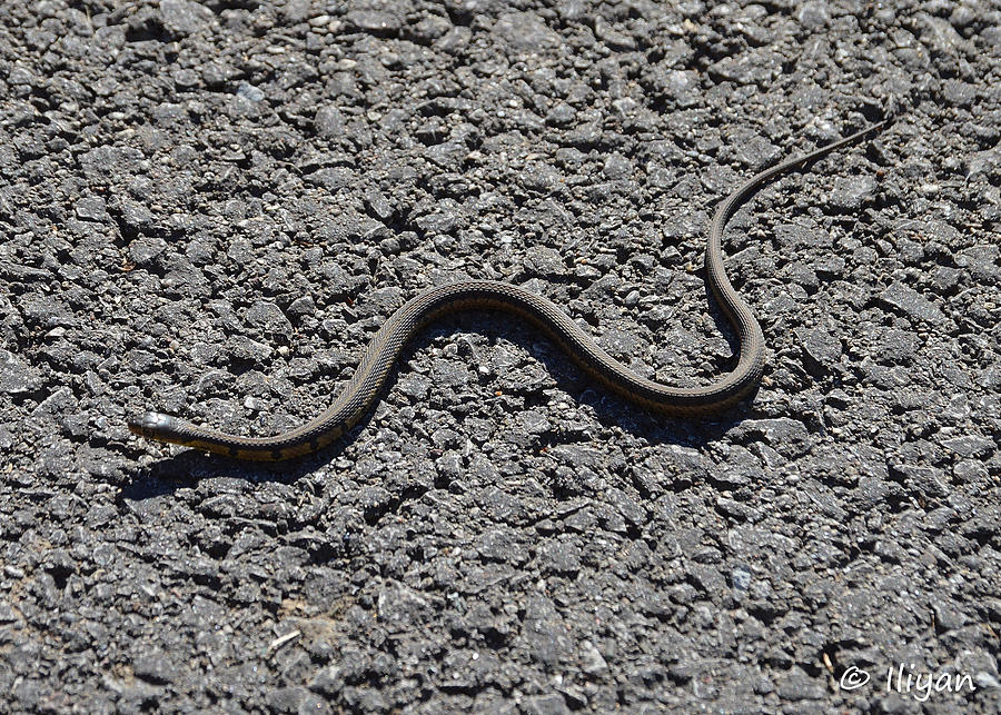 The Running Serpent Photograph by Iliyan Bozhanov - Fine Art America