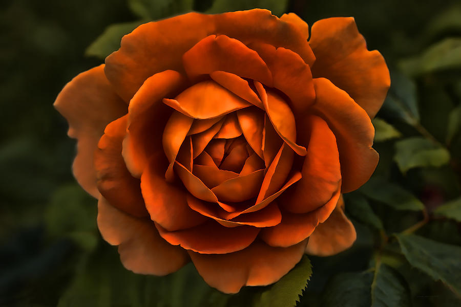 The Rusty Orange Rose Flower   Photograph by Jennie Marie Schell