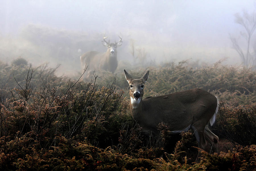 The Rut In On - White-tailed Deer Photograph by Jim Cumming