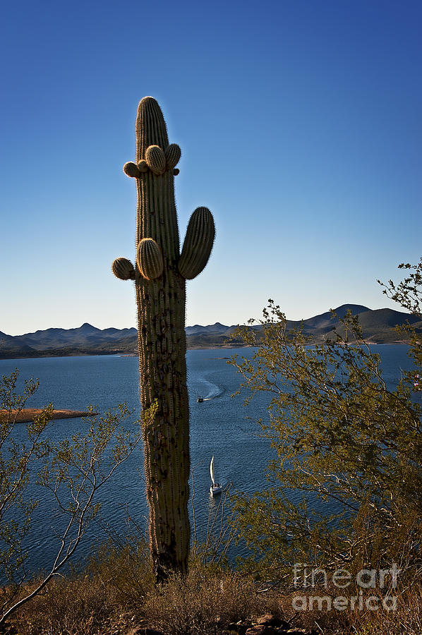 The Saguaro and the Sailboat Photograph by Lee Craig